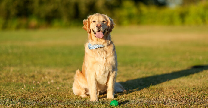 Handsome golden retriever dog wearing a blue bandana. Sits with obedience next to a green ball on the grass. The friendly pet is waiting to play his favorite game of fetch. 
