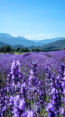Vibrant purple lavender field stretches toward distant mountain range under clear blue summer sky, creating serene natural landscape for wellness and travel designs.