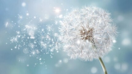 Soft focus dandelion seed head dispersing seeds in light blue bokeh background