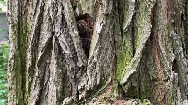 Part of the old black locust tree trunk with outgrowth
