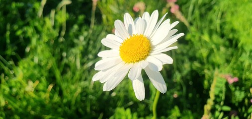 
White chamomile close-up. White flower marguerite in the field. Garden flower chamomile. Beautiful white flower. Delicate wild flowers.