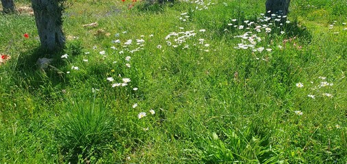 
White chamomile close-up. White flower marguerite in the field. Garden flower chamomile. Beautiful...