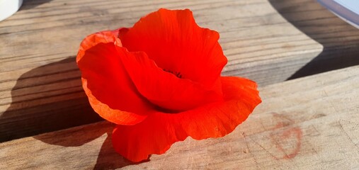 
Red poppy. Field poppy in the field. Garden flower poppy. Poppy field. Beautiful red flower. Wild...