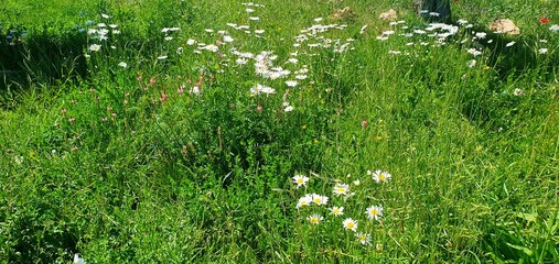 
White chamomile close-up. White flower marguerite in the field. Garden flower chamomile. Beautiful...