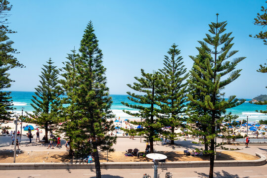 Manly Beach, with its tree-lined promenade and long stretch of fine soft sand, it is a popular destination for families. The first world surfing championship was held here in 1964. Sydney, Jan 2020