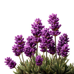 Fototapeta premium Close up of vibrant purple lavender flowers and green foliage isolated on transparent background