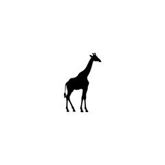 Fototapeta premium A black Silhouette giraffe animal 