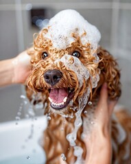 Cheerful curly dog enjoys bubbly bath with owner's gentle hands.