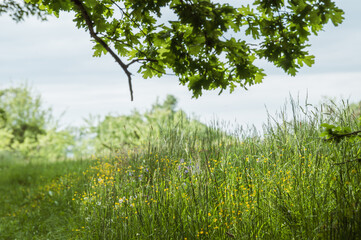 Blühende Blumenwiese und herabhängende, vom Wind bewegte Zweige einer Eiche mit Blättern im...