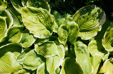 Bunch of green leaves with a few brown spots