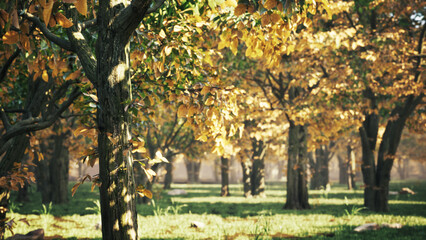 Trees in the middle of a grassy field, with their leaves changing to vibrant shades of red, orange, and yellow. Wallpaper. Ecology, climate change concepts.