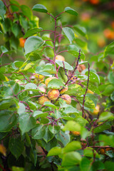 Wild apricot fruits on a branch under green leaves in an abandoned garden close-up, apricots on a...