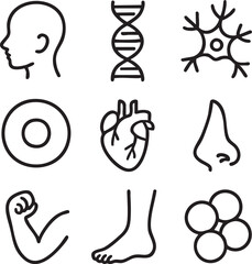 A clear collection of minimalist line icons illustrating diverse human anatomy, biological structures, and health-related concepts, ideal for medical designs.