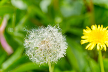 タンポポの綿毛と黄色い花