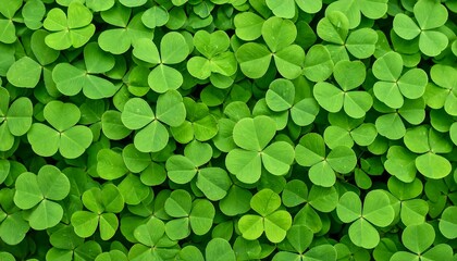 Close-up view of vibrant clover leaves