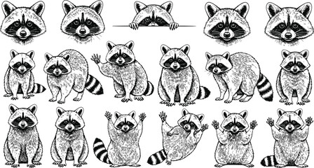 A collection of sketched raccoon illustrations offers various poses and expressions. © Zelish