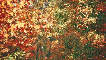 Close up of trees with orange and red autumn leaves in the middle of a forest. Wallpaper. Ecology, climate change concepts.