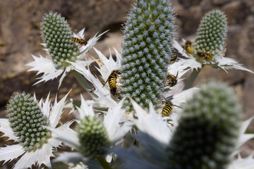 A sunny and warm July afternoon and wasps and flies gorge themselves on nectar from the silver Eryngium on the North Yorkshire smallholding at 900ft