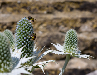 A sunny and warm July afternoon and wasps and flies gorge themselves on nectar from the silver Eryngium on the North Yorkshire smallholding at 900ft