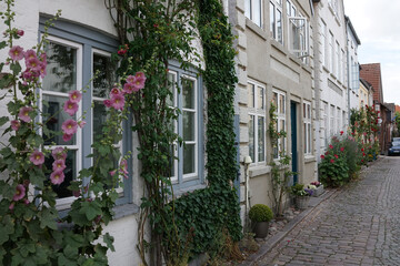 Stockrosen in einer malerischen Gasse in Eckernförde