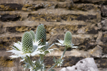 A sunny and warm July afternoon and wasps and flies gorge themselves on nectar from the silver Eryngium on the North Yorkshire smallholding at 900ft