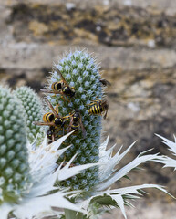 A sunny and warm July afternoon and wasps and flies gorge themselves on nectar from the silver Eryngium on the North Yorkshire smallholding at 900ft
