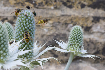 A sunny and warm July afternoon and wasps and flies gorge themselves on nectar from the silver Eryngium on the North Yorkshire smallholding at 900ft