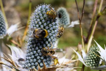 A sunny and warm July afternoon and wasps and flies gorge themselves on nectar from the silver Eryngium on the North Yorkshire smallholding at 900ft