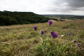 A peaceful rural scene showing a hillside path under a cloudy sky, with open views across the...