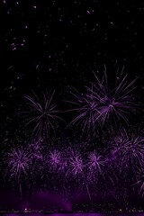 Fototapeta premium Purple fireworks explode against a dark night sky.