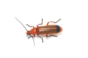 Common red soldier beetle Rhagonyncha fulva isolated on white background
