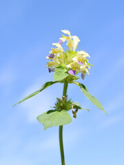large-flowered hemp-nettle Galeopsis speciosa on blue sky background
