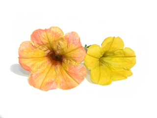 Yellow petunia flowers isolated on white background