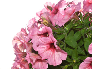 Pink petunia flowers on a white background