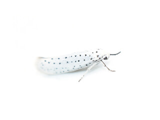 The small black and white moth bird-cherry ermine Yponomeuta evonymella isolated on white background