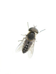Narrow-winged horsefly Tabanus maculicornis isolated on white background
