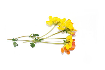 common bird's-foot trefoil yellow flower Lotus corniculatus isolated on white background