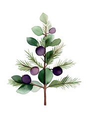 Watercolor botanical branch with purple berries and green leaves on white background, pine needles arrangement. Isolated artwork for stationery and decor.