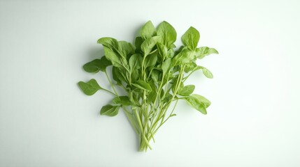 Fresh green basil leaves bunch isolated on white background.