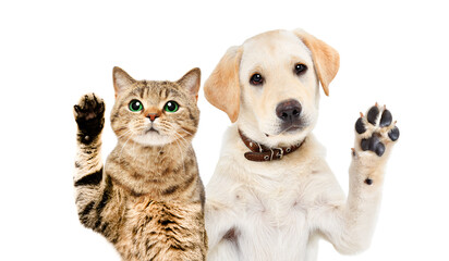 Cute Labrador puppy and cat Scottish Straight waving their paws together isolated on white...