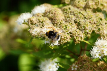 Hummel in Blumen