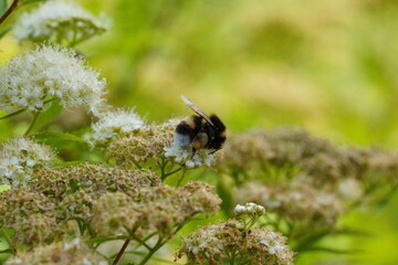 Hummel in Blumen © Franziska