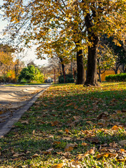 Path to an urban park in the fall season.
