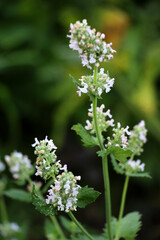 Flowering lemon balm (Melissa officinalis) flowers
