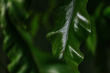 line and curve  on leave abstract for background