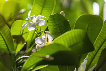 selective focus of plumeria flower in garden.