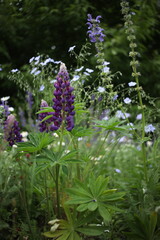 Wrapped in Summer –  Amid Wild Beauty