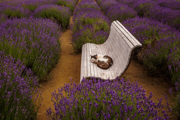 A cat sleeping sweetly on a bench among lavender fields, Poland summer.