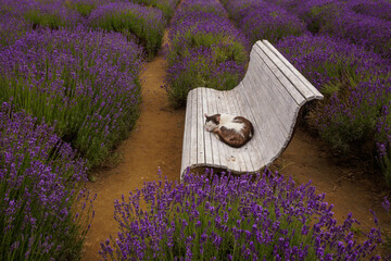 A cat sleeping sweetly on a bench among lavender fields, Poland summer.