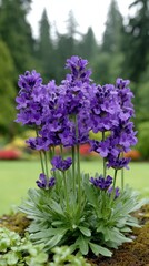 Fototapeta premium Close up of a blooming lavender plant with purple flowers and green foliage in a garden setting